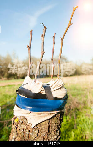 apple tree renovation by the grafting Stock Photo