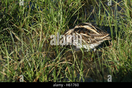 A rare Jack Snipe (Lymnocryptes minimus) feeding in the marshland. Stock Photo