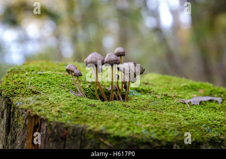 Mushrooms in autumn forest closeup in October Stock Photo