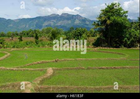Rice paddies, Mahiyangana, Sri Lanka Stock Photo