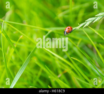 Little red ladybug crawling on a blade of grass on the green blurry background Stock Photo