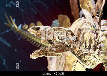 The world's most complete stegosaurus fossil skeleton, displayed in the Natural History Museum Stock Photo