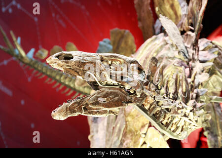 The world’s most complete stegosaurus fossil skeleton, displayed in the Natural History Museum Stock Photo