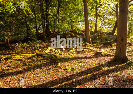 Dappled sunlight through early autumn trees in the Forest of Dean, Gloucestershire.