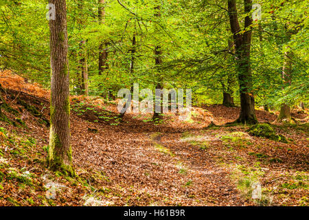 Dappled sunlight through early autumn trees in the Forest of Dean, Gloucestershire. Stock Photo