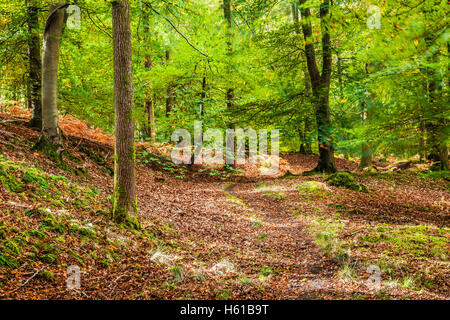Dappled sunlight through early autumn trees in the Forest of Dean, Gloucestershire. Stock Photo