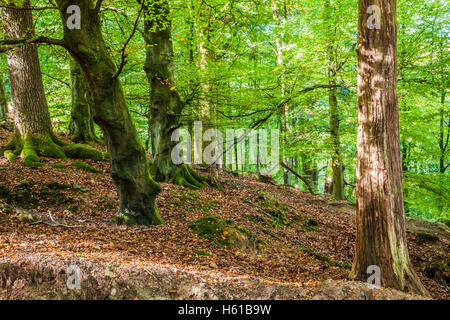 Dappled sunlight through early autumn trees in the Forest of Dean, Gloucestershire.