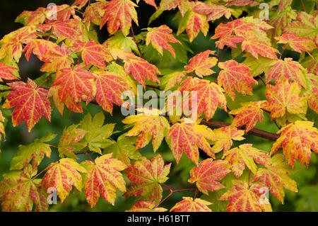 Vine Maple with fall color; McKenzie River National Recreation Trail near Clear Lake, Willamette National Forest, Oregon. Stock Photo