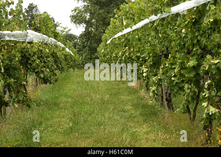 Rows of grapevines in vineyard Stock Photo