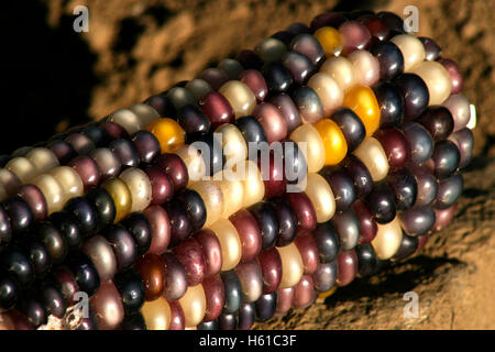 Close-up of dry corn on the cob Stock Photo