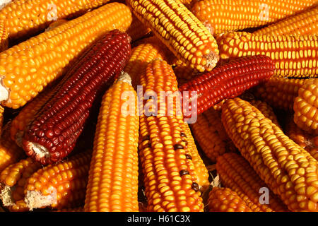 Detail of dry corn on the cob Stock Photo