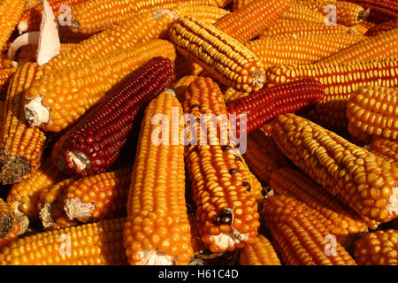 Detail of dry corn on the cob Stock Photo