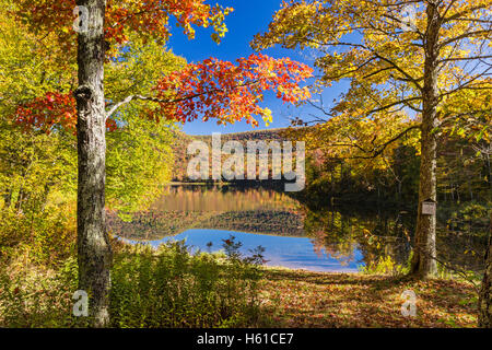 Two sugar maple trees on the shore of peaceful Big Pond reflecting Autumn foliage in the Catskills Mountains of New York. Stock Photo