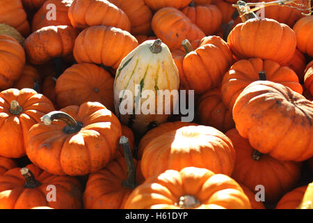 small white ghord or squash among small orange halloween pumpkins Stock Photo