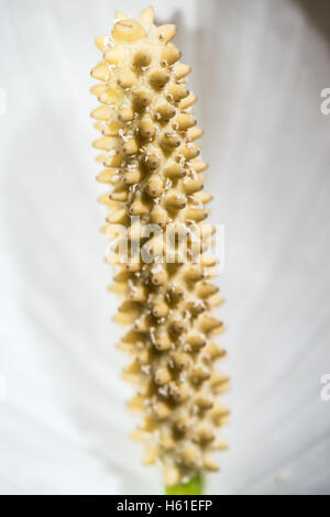 The Peaceful Lily Flower (Spathiphyllum genus) against green, tropical foliage