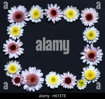 A set of pressed chrysanthemum  flowers on a black background shot in color Stock Photo