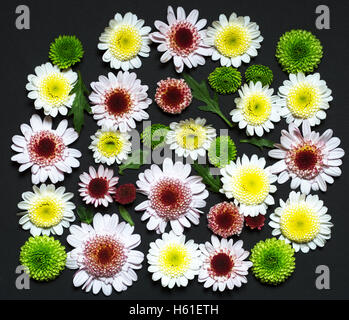 A set of pressed chrysanthemum  flowers on a black background shot in color Stock Photo