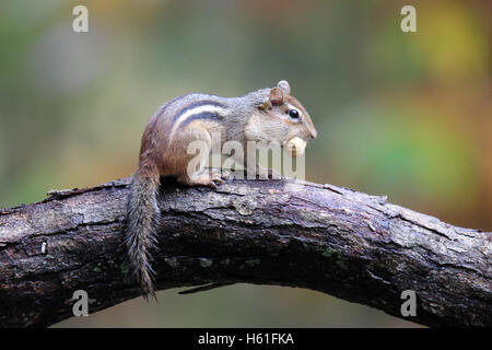 An eastern chipmunk (Tamias striatus) in Fall carrying a nut in it's mouth to store away for winter Stock Photo