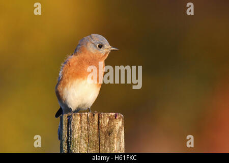 A male eastern bluebird (Sialia sialis) perching on a post in Fall Stock Photo