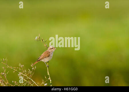 Juvenile Red-backed Shrike (Lanius collurio), Apetlon, Burgenland, Austria, Europe Stock Photo