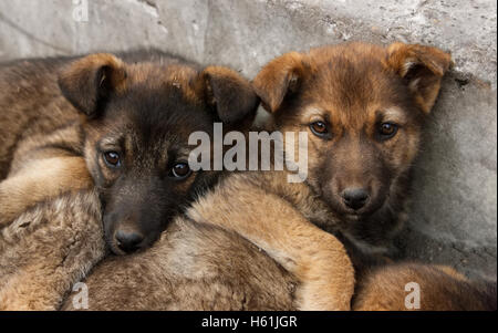 Two homeless puppy lying on the ground close to each other Stock Photo