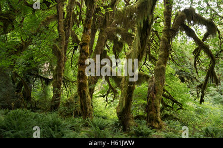 Olympic national park Washington state usa Stock Photo