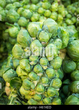 Brussel sprouts for sale at the City Market (104 Street Market) in Edmonton, Alberta, Canada.