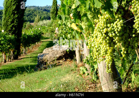 Rural landscape and vineyard at Rocca d'Orcia Tuscany, Italy Stock Photo
