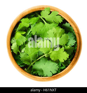 Fresh coriander leaves, also known as cilantro, Chinese parsley and dhania, in a wooden bowl on white background. Stock Photo