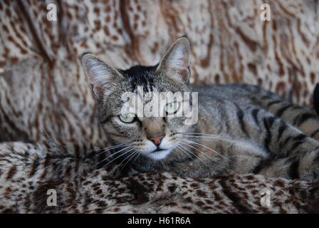 Young tomcat resting on a kaross Stock Photo