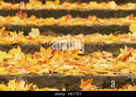 brigh autumn maple leaves on old concrete stairs Stock Photo