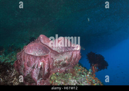 Red barrel sponges glow under the dome of a mushroom island. Stock Photo