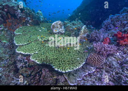 Orange clownfish peer from purple beaded tentacles of carpet anemone Stock Photo