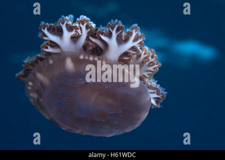 Upside-down Jellyfish has no tentacles drifts with ocean currents. Stock Photo