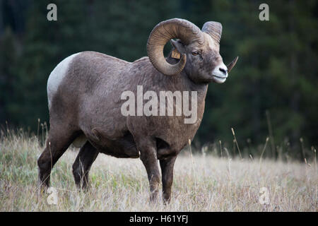 Mature Rocky Mountain Bighorn sheep (Ovis canadensis canadensis) in Sheep River Wildlife Sanctuary Stock Photo