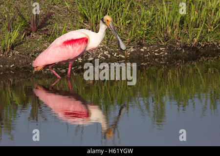 Roseate spoonbill (Platalea ajaja) foraging along edge of manmade pond in New Iberia, Louisiana Stock Photo