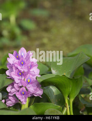 Water hyacinth (Eichhornia crassipes), an invasive species in Atchafalaya Swamp Stock Photo