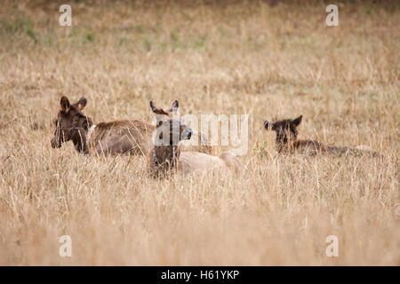 Three elk cows resting in a field Stock Photo