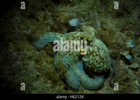 Octopus, Octopus vulgaris, close-up form the Mediterranean Sea. This picture was taken in Malta. Stock Photo