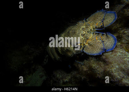 Mediterranean slipper lobster, Scyllarides latus, from Malta, Mediterranean Sea. Stock Photo