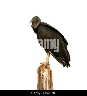 Black vulture, Coragyps atratus, single bird on post, Brazil Stock Photo