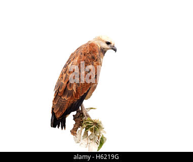 Black-collared hawk, Busarellus nigricollis, single bird on branch, Brazil Stock Photo