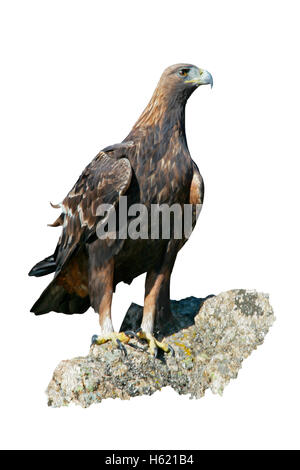 Golden eagle, Aquila chrysaetos, single bird on rock, Bulgaria Stock Photo