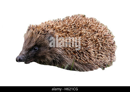Hedgehog, Erinaceus europaeus, single mammal on grass, Scotland Stock Photo