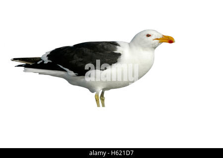 Kelp gull or Dominican gull, Larus dominicanus, single bird by water, Falklands Stock Photo