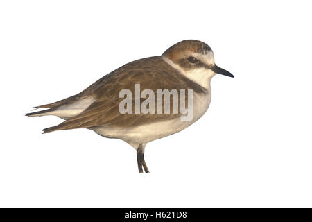 Kentish plover, Charadrius alexandrinus, single bird in water, Spain Stock Photo