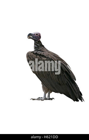 Lappet-faced vulture, Torgos tracheliotus, single bird on ground, Tanzania Stock Photo