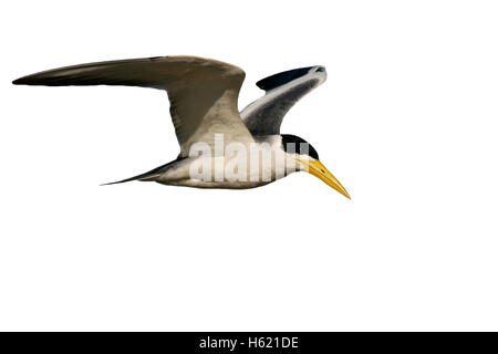 Large-billed tern, Phaetusa simplex, single bird in flight, Brazil Stock Photo