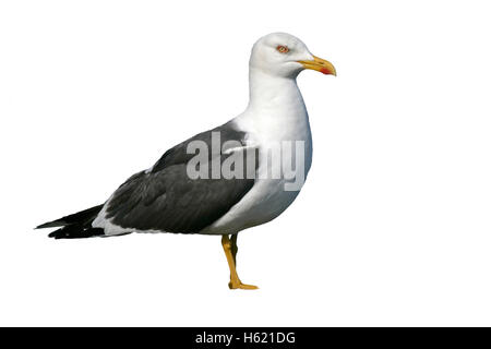 Lesser black-backed gull, Larus fuscus, single bird on rock,