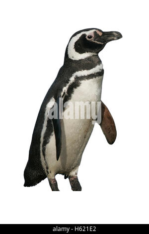 Magellanic penguin, Spheniscus magellanicus, single bird on beach, Falklands Stock Photo
